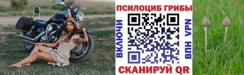 Купить закладки  Пикалёво  Псилоцибиновые грибы прущие грибы 